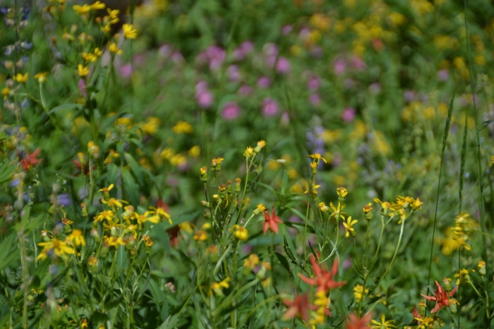 wildflowers at Plaikni Falls